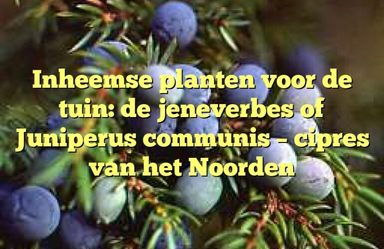 Inheemse planten voor de tuin: de jeneverbes of Juniperus communis – cipres van het Noorden