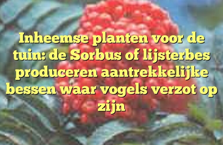 Inheemse planten voor de tuin: de Sorbus of lijsterbes produceren aantrekkelijke bessen waar vogels verzot op zijn