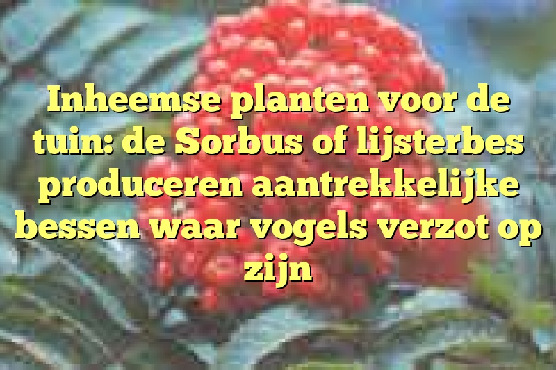 Inheemse planten voor de tuin: de Sorbus of lijsterbes produceren aantrekkelijke bessen waar vogels verzot op zijn