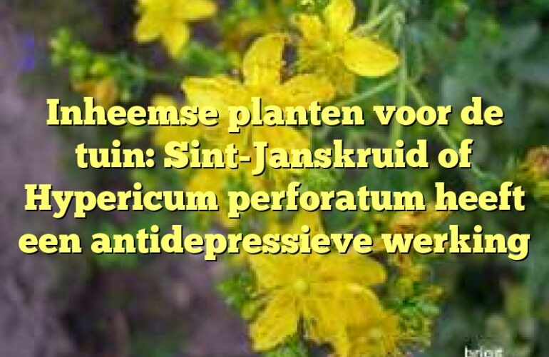 Inheemse planten voor de tuin: Sint-Janskruid of Hypericum perforatum heeft een antidepressieve werking