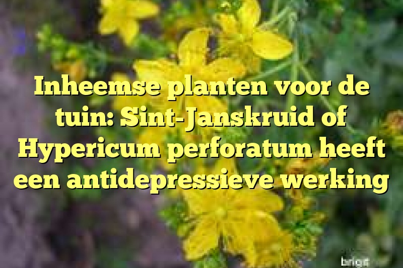 Inheemse planten voor de tuin: Sint-Janskruid of Hypericum perforatum heeft een antidepressieve werking