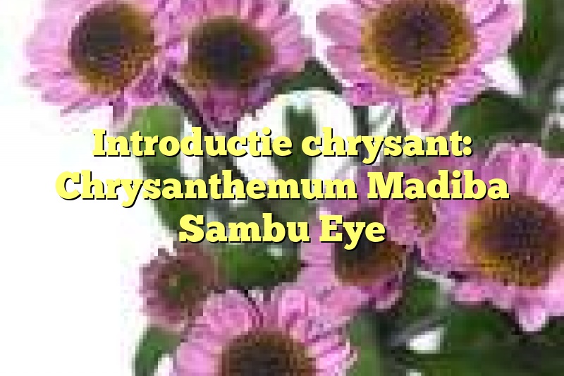 Introductie chrysant: Chrysanthemum Madiba Sambu Eye