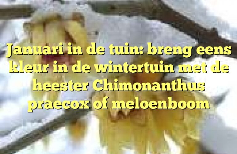 Januari in de tuin: breng eens kleur in de wintertuin met de heester Chimonanthus praecox of meloenboom