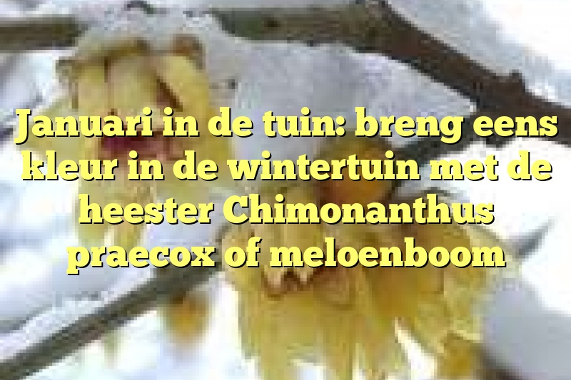 Januari in de tuin: breng eens kleur in de wintertuin met de heester Chimonanthus praecox of meloenboom