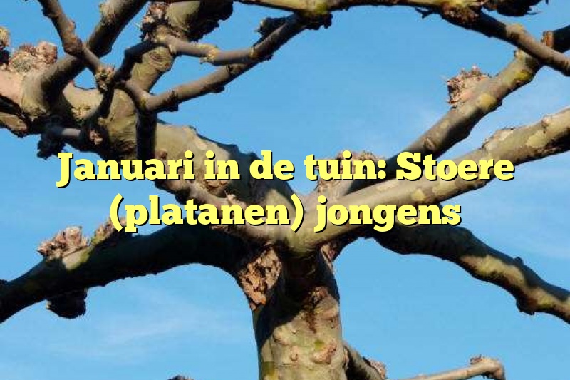 Januari in de tuin: Stoere (platanen) jongens