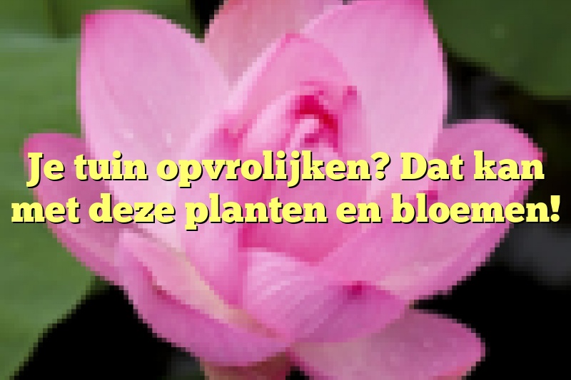 Je tuin opvrolijken? Dat kan met deze planten en bloemen!