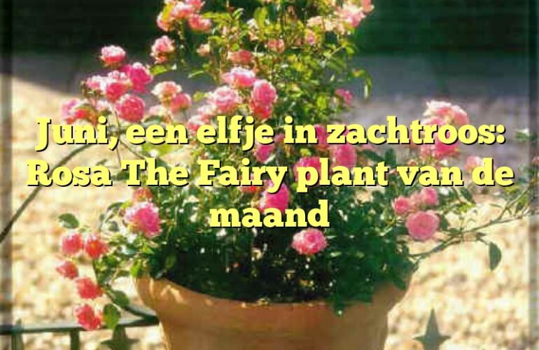 Juni, een elfje in zachtroos: Rosa The Fairy plant van de maand