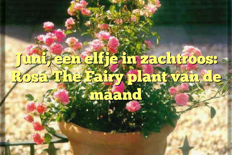 Juni, een elfje in zachtroos: Rosa The Fairy plant van de maand