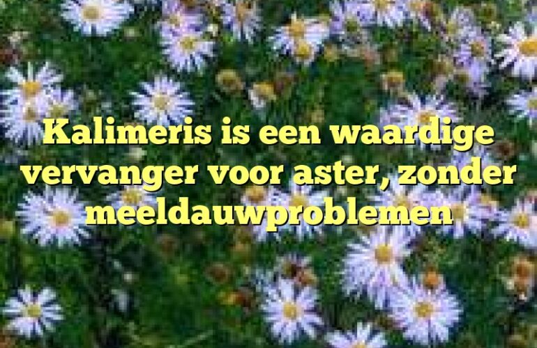 Kalimeris is een waardige vervanger voor aster, zonder meeldauwproblemen