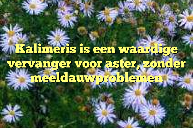 Kalimeris is een waardige vervanger voor aster, zonder meeldauwproblemen