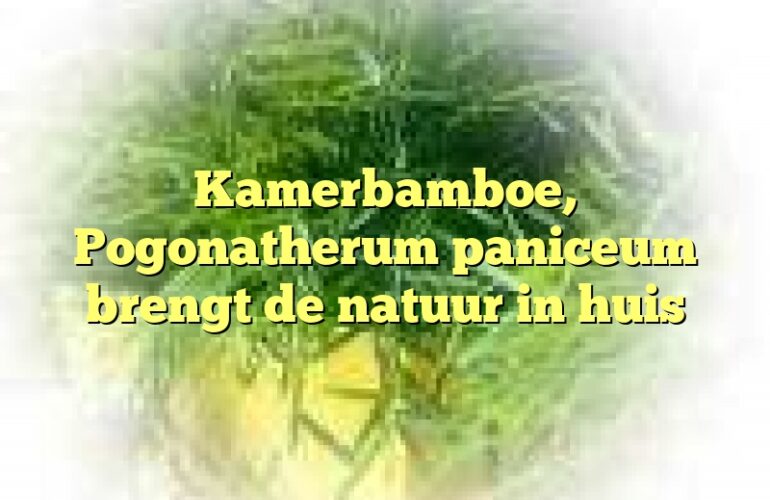 Kamerbamboe, Pogonatherum paniceum brengt de natuur in huis