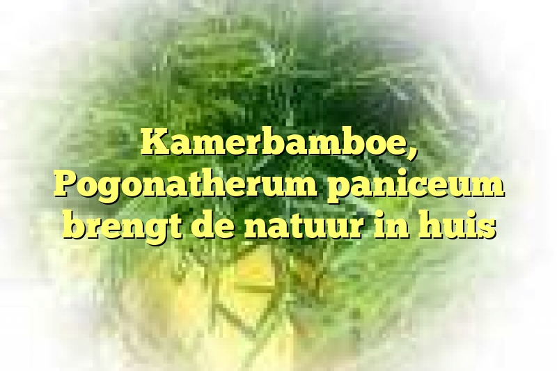 Kamerbamboe, Pogonatherum paniceum brengt de natuur in huis