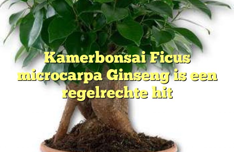 Kamerbonsai Ficus microcarpa Ginseng is een regelrechte hit