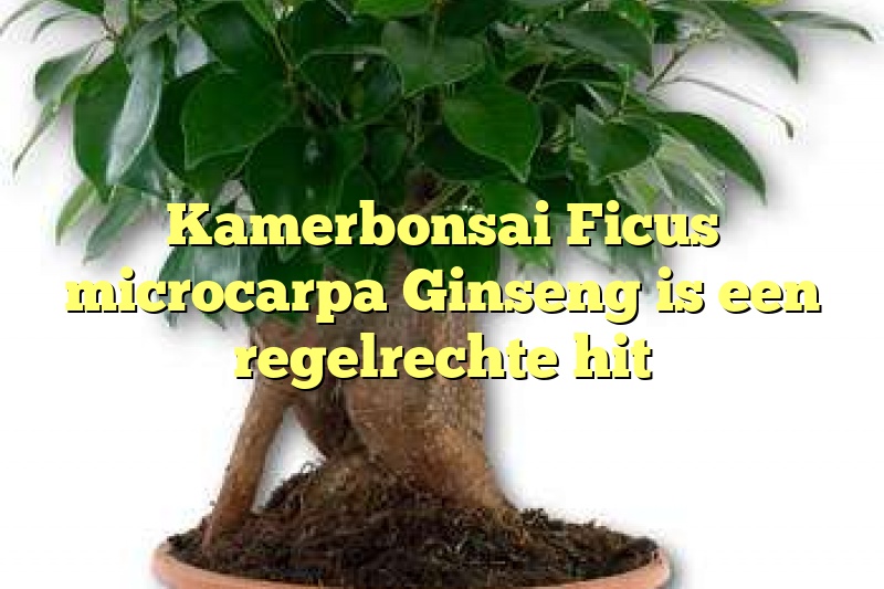 Kamerbonsai Ficus microcarpa Ginseng is een regelrechte hit