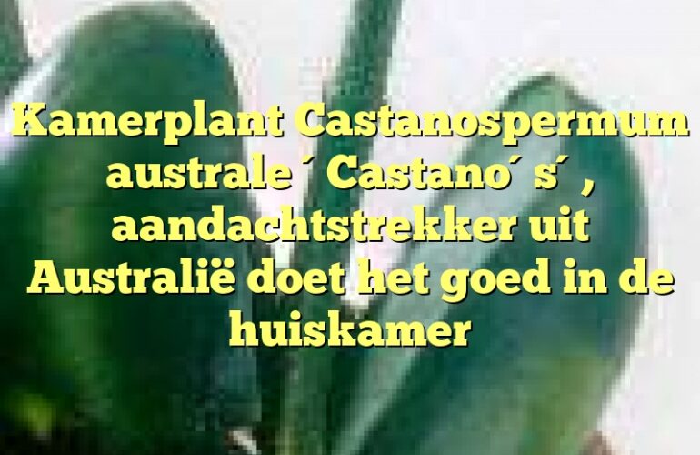 Kamerplant Castanospermum australe ´Castano´s´, aandachtstrekker uit Australië doet het goed in de huiskamer