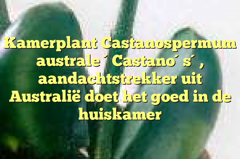 Kamerplant Castanospermum australe ´Castano´s´, aandachtstrekker uit Australië doet het goed in de huiskamer