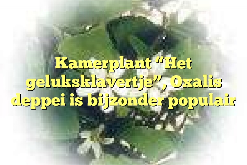 Kamerplant “Het geluksklavertje”, Oxalis deppei is bijzonder populair