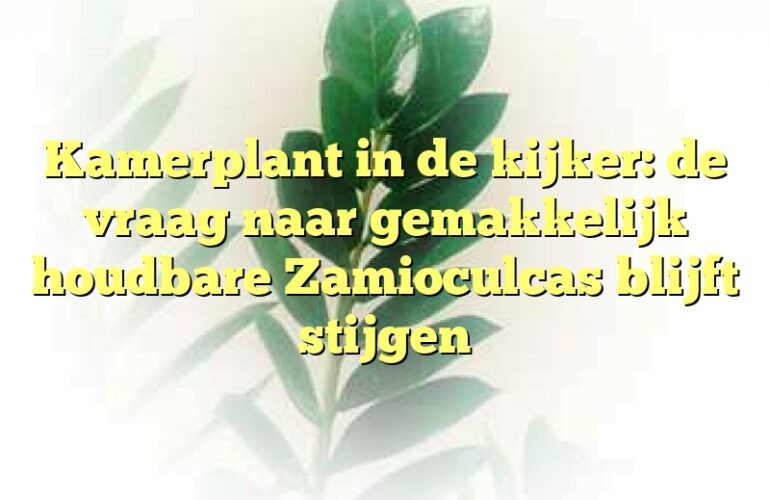 Kamerplant in de kijker: de vraag naar gemakkelijk houdbare Zamioculcas blijft stijgen