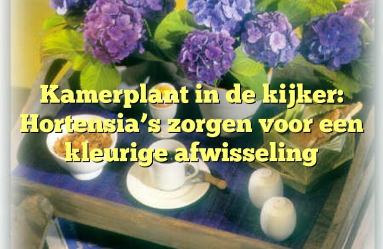 Kamerplant in de kijker: Hortensia’s zorgen voor een kleurige afwisseling