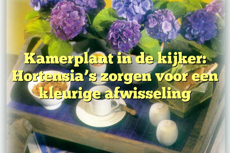 Kamerplant in de kijker: Hortensia’s zorgen voor een kleurige afwisseling