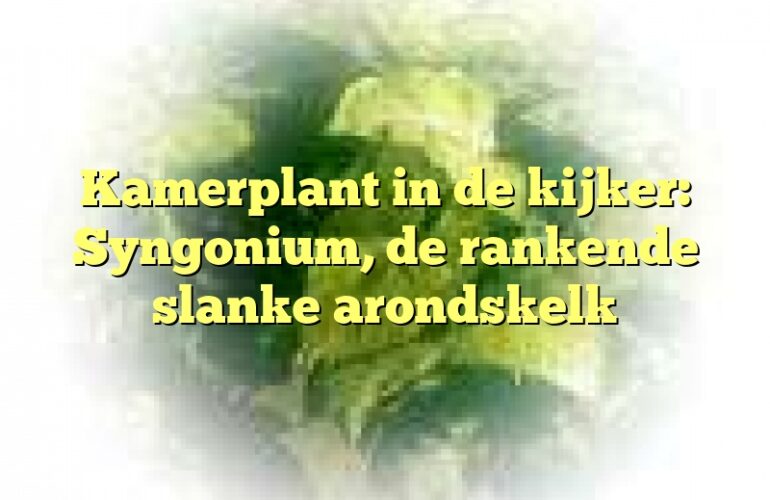 Kamerplant in de kijker: Syngonium, de rankende slanke arondskelk