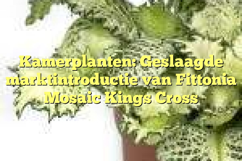 Kamerplanten: Geslaagde marktintroductie van Fittonia Mosaic Kings Cross