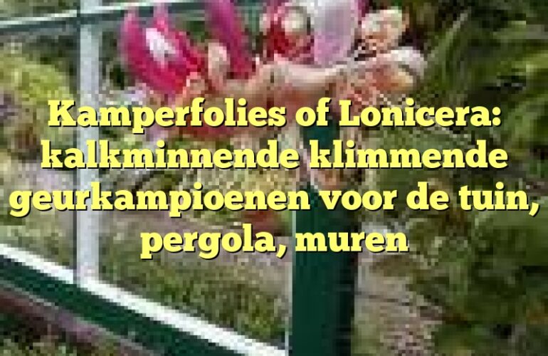 Kamperfolies of Lonicera: kalkminnende klimmende geurkampioenen voor de tuin, pergola, muren