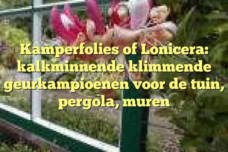 Kamperfolies of Lonicera: kalkminnende klimmende geurkampioenen voor de tuin, pergola, muren