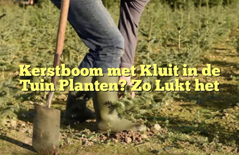 Kerstboom met Kluit in de Tuin Planten? Zo Lukt het