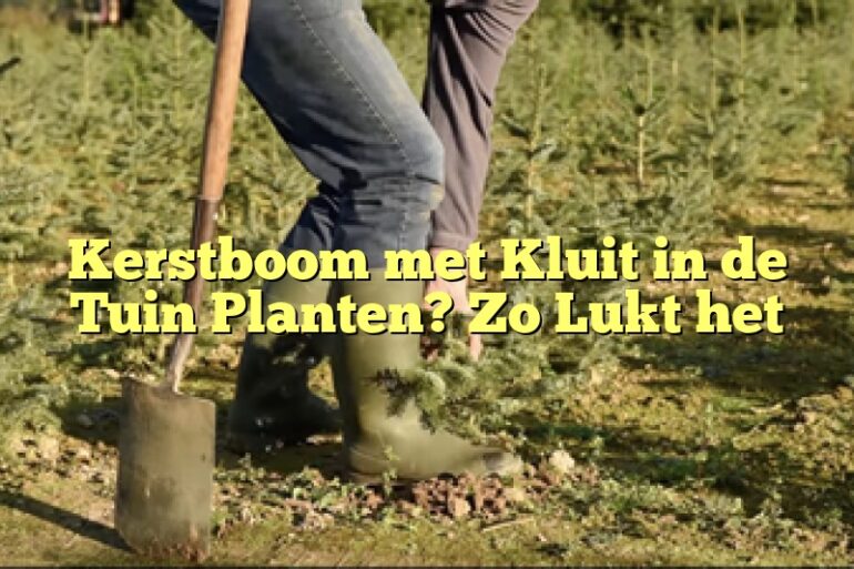 Kerstboom met Kluit in de Tuin Planten? Zo Lukt het