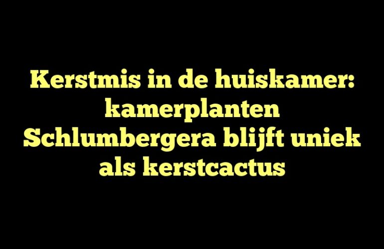 Kerstmis in de huiskamer: kamerplanten Schlumbergera blijft uniek als kerstcactus