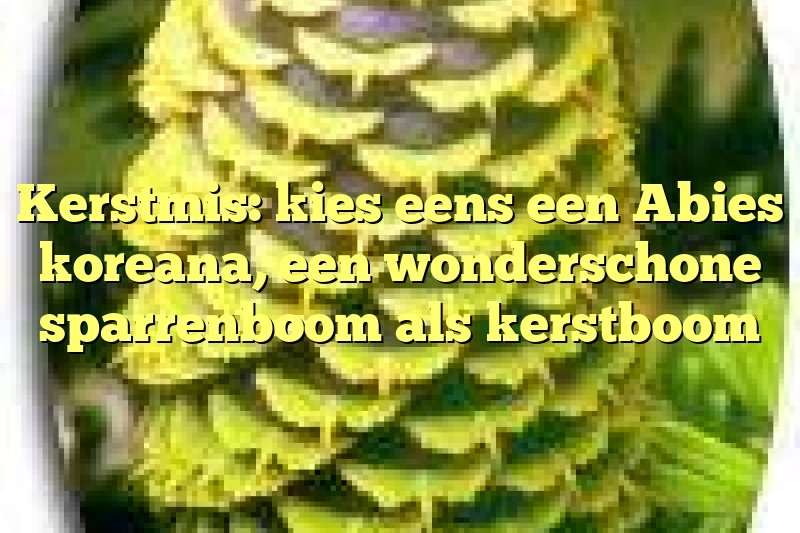 Kerstmis: kies eens een Abies koreana, een wonderschone sparrenboom als kerstboom