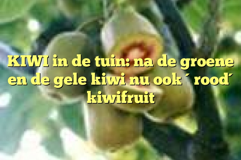 KIWI in de tuin: na de groene en de gele kiwi nu ook ´rood´ kiwifruit