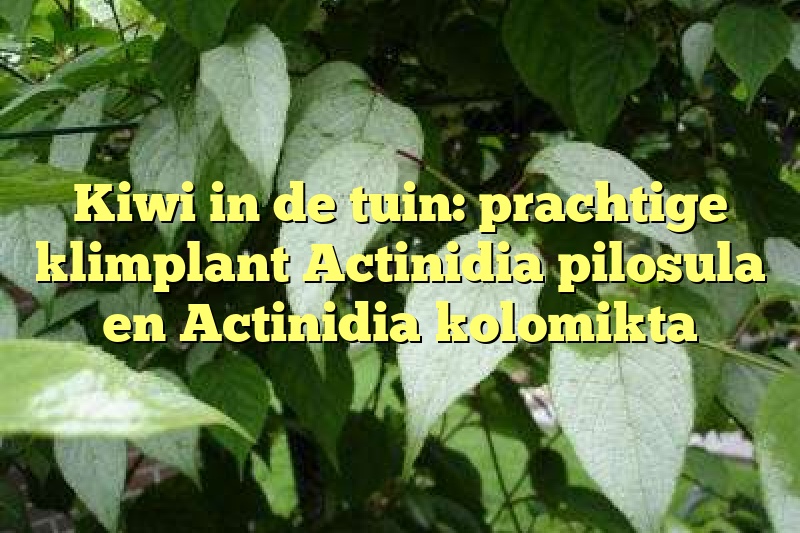 Kiwi in de tuin: prachtige klimplant Actinidia pilosula en Actinidia kolomikta