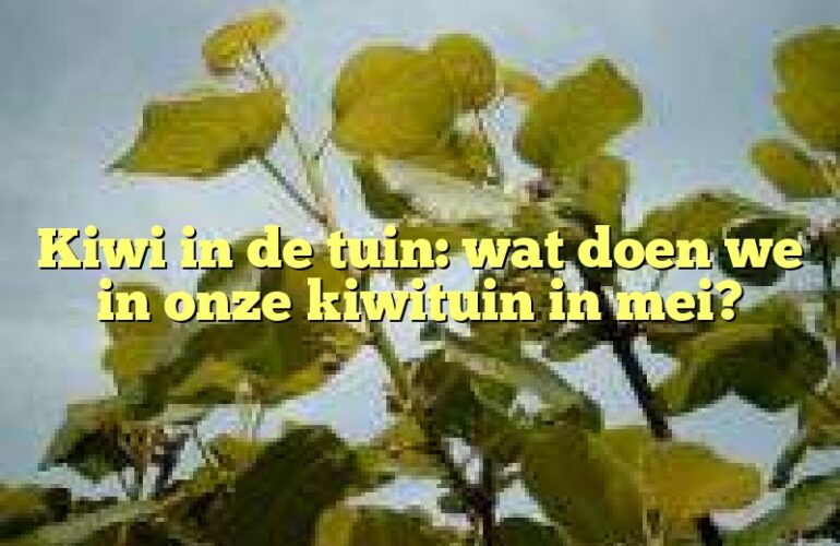 Kiwi in de tuin: wat doen we in onze kiwituin in mei?