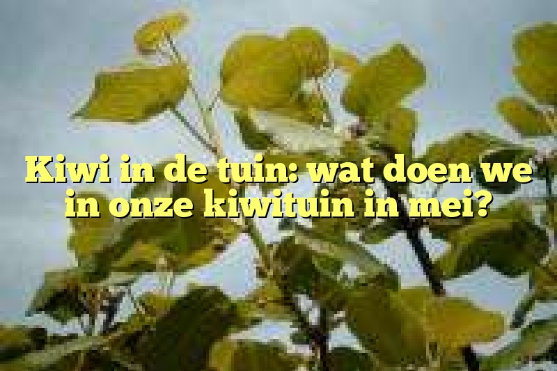 Kiwi in de tuin: wat doen we in onze kiwituin in mei?