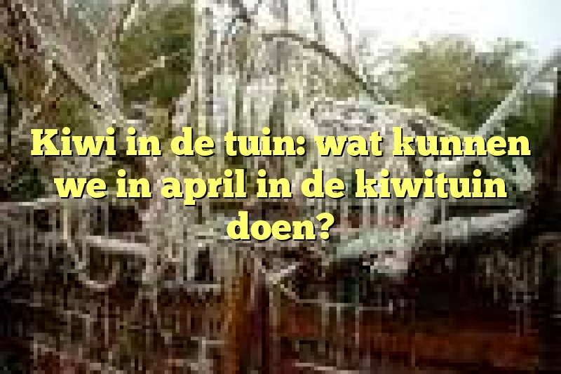 Kiwi in de tuin: wat kunnen we in april in de kiwituin doen?