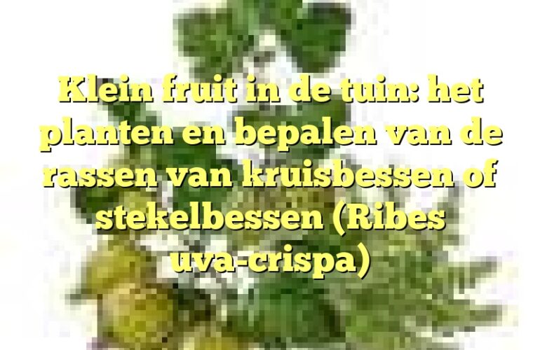 Klein fruit in de tuin: het planten en bepalen van de rassen van kruisbessen of stekelbessen (Ribes uva-crispa)