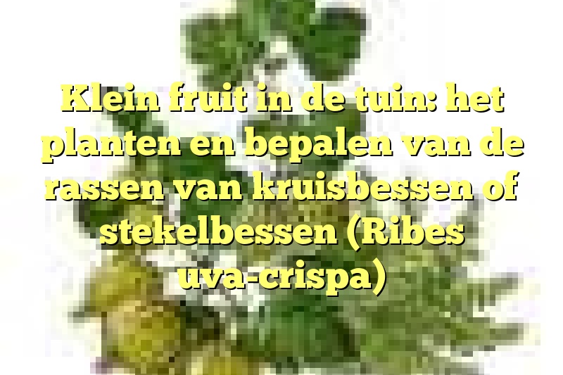 Klein fruit in de tuin: het planten en bepalen van de rassen van kruisbessen of stekelbessen (Ribes uva-crispa)