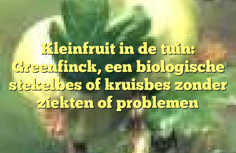 Kleinfruit in de tuin: Greenfinck, een biologische stekelbes of kruisbes zonder ziekten of problemen