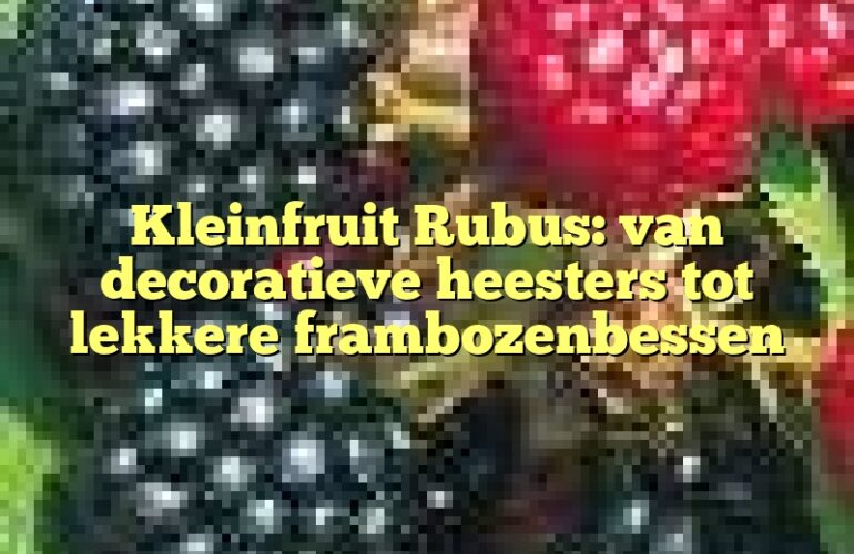 Kleinfruit Rubus: van decoratieve heesters tot lekkere frambozenbessen