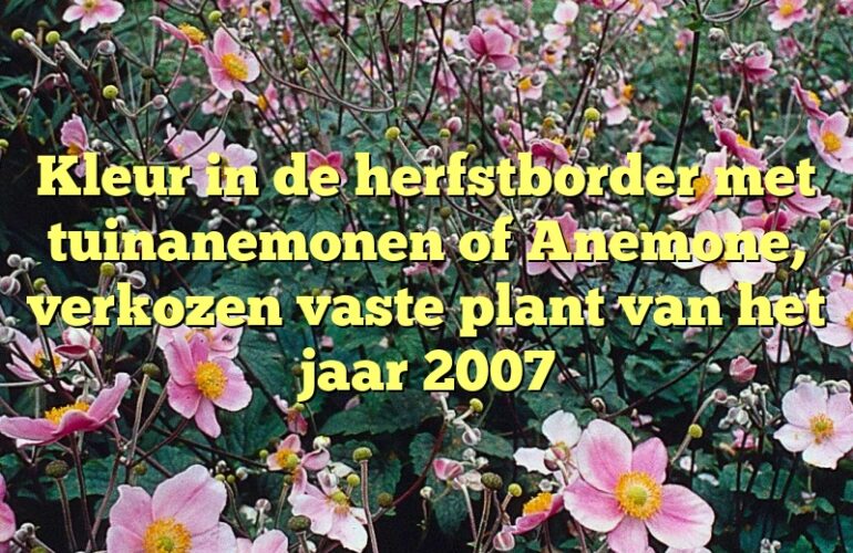 Kleur in de herfstborder met tuinanemonen of Anemone, verkozen vaste plant van het jaar 2007