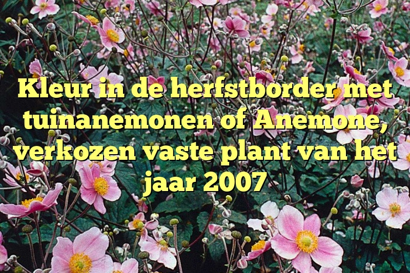 Kleur in de herfstborder met tuinanemonen of Anemone, verkozen vaste plant van het jaar 2007