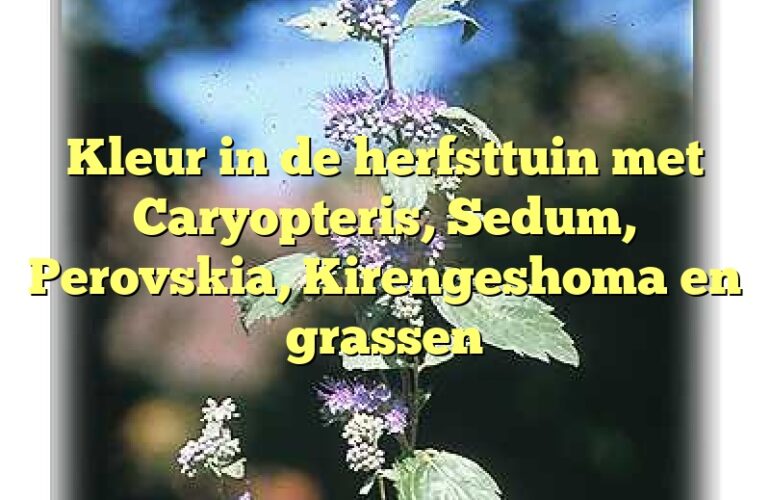 Kleur in de herfsttuin met Caryopteris, Sedum, Perovskia, Kirengeshoma en grassen