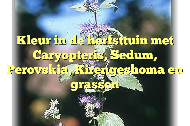 Kleur in de herfsttuin met Caryopteris, Sedum, Perovskia, Kirengeshoma en grassen