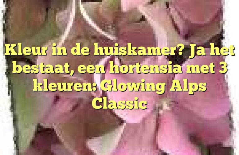 Kleur in de huiskamer? Ja het bestaat, een hortensia met 3 kleuren: Glowing Alps Classic