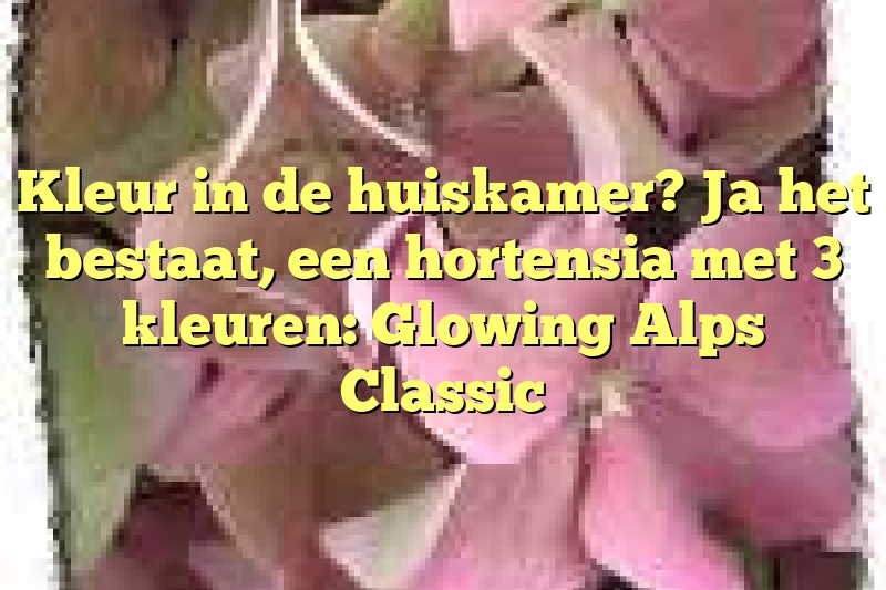 Kleur in de huiskamer? Ja het bestaat, een hortensia met 3 kleuren: Glowing Alps Classic