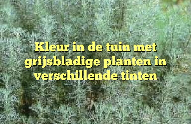 Kleur in de tuin met grijsbladige planten in verschillende tinten