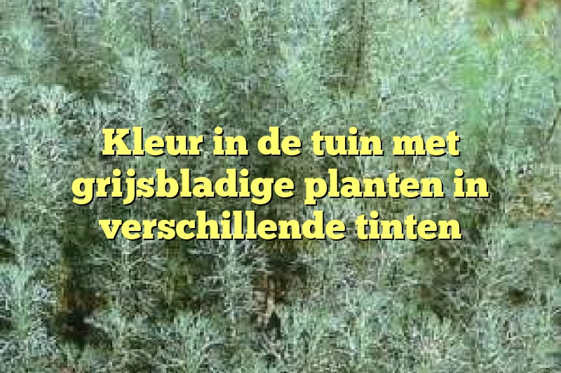 Kleur in de tuin met grijsbladige planten in verschillende tinten