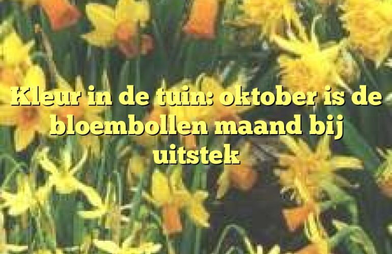 Kleur in de tuin: oktober is de bloembollen maand bij uitstek